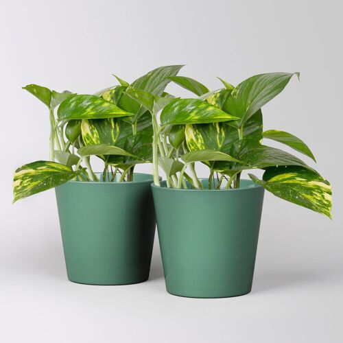 Pflanzen-Kölle Efeutute mit Keramiktopf Dallas seegrün, Topf-Ø 12 cm, 2 Pflanzen