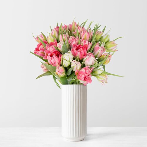 Pflanzen-Kölle 30 rosa/weiße Tulpen 'Flash Point'