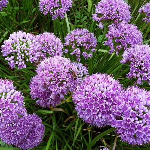 Kölle Bio Bio Zierlauch 'Millenium', rotviolett, Topf 11x11 cm, 3 Pflanzen