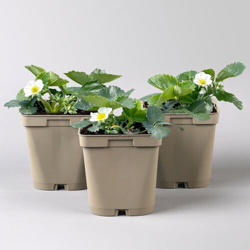 Kölle Bio Bio Erdbeere Hummi® 'Kletter-Toni', Topf 11x 11 cm, 3 Pflanzen