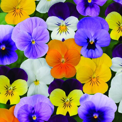 Pflanzen-Kölle Hornveilchen 'Trio', Farben zufällig, Topf-Ø 10/11 cm, 8 Pflanzen