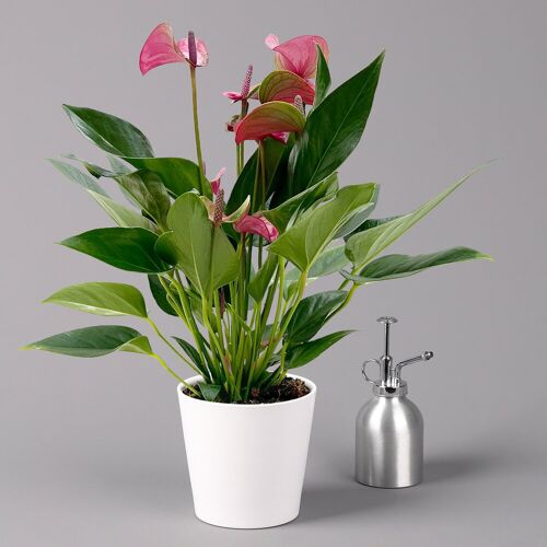 Pflanzen-Kölle Flamingoblume 'Karma Purple' purple, inkl. Übertopf Dallas weiß, Topf-Ø 12 cm