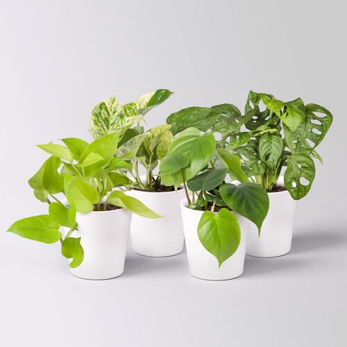 Pflanzen-Kölle Grünpflanzen-Set Hängendes Grün, Topf-Ø 12cm + Übertopf Dallas, 4 Pflanzen