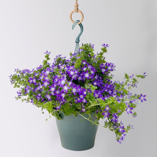 Pflanzen-Kölle Polster-Glockenblume 'Adansa® Purple', blau-weiß, Ampeltopf-Ø 19 cm