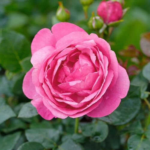 Kölles Beste Duftende Edelrose 'Desirée®', rosa, Topf 5 Liter