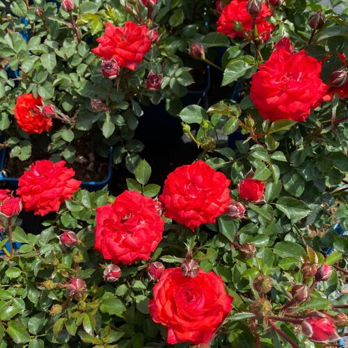 Kölles Beste Zwergrose 'Zwergenfee 09®', orange-rot, Topf 3 Liter, 4 Pflanzen