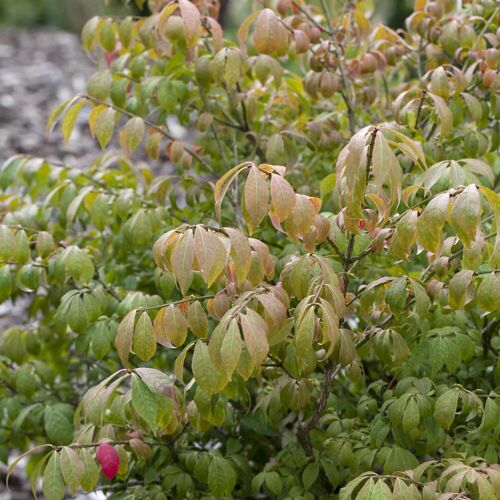 Pflanzen-Kölle Kompaktes Pfaffenhütchen 'Compactus', 4er-Set, Topf 4 Liter