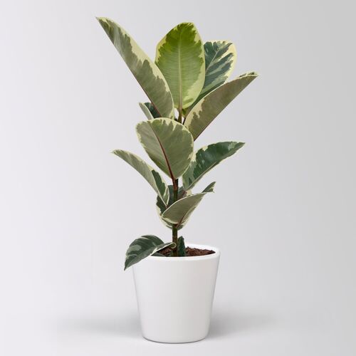 Pflanzen-Kölle Gummibaum 'Tineke' in Keramiktopf Dallas weiß, Topf-Ø 17 cm, Höhe ca. 55 cm