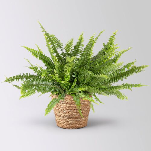 Pflanzen-Kölle Schwertfarn, Topf-Ø 17 cm, Höhe ca. 30 - 45 cm, inkl. Korbübertopf Osaka