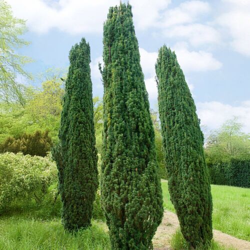 Pflanzen-Kölle 2er Set Grüne-Säuleneibe, Taxus baccata "Fastigiata Robusta", Höhe 60-70 cm
