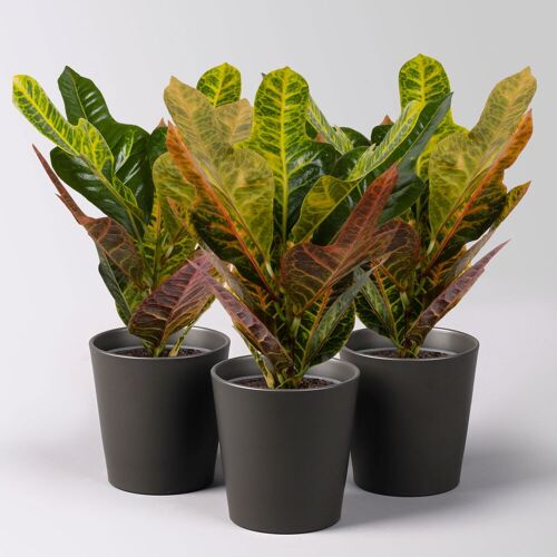 Pflanzen-Kölle Wunderstrauch 'Excellent' im Keramiktopf Dallas anthrazit, Topf-Ø 12 cm, 3 Stück