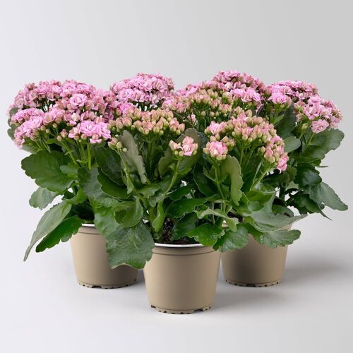 Pflanzen-Kölle Kalanchoe 'Queen'®, rosa, Topf-Ø 14 cm, 3 Pflanzen