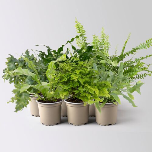 Kölles Beste Grünpflanzen-Set Farnliebe, blau-grün, Topf-Ø 12 cm, 6 Pflanzen