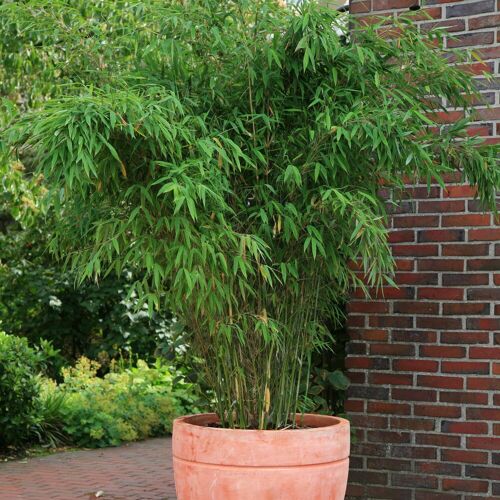 Pflanzen-Kölle Bambus, Fargesia 'Jumbo', Höhe 60-80 cm, Topf 7,5 Liter, 2 Stück