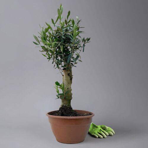 Kölle Olivenbaum 'Bonsai', Topf-Ø 20 cm, Höhe ca. 45 cm