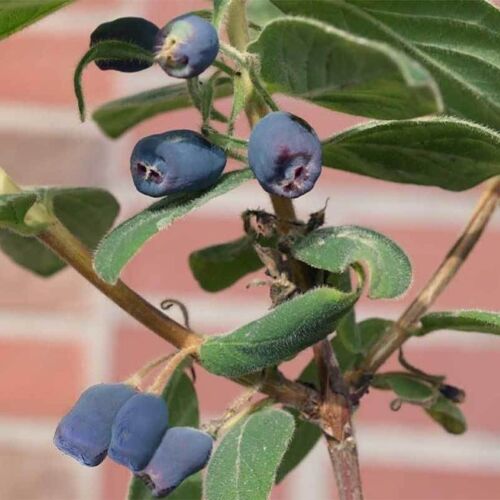 Kölle Bio Sibirische Blaubeere, Lonicera kamtschatika 'Blue Velvet'®, Blüte weiß, Früchte dunkelblau, Topf 5 l