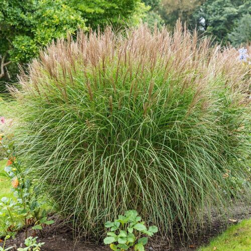 Kölle Bio Bio Chinaschilf 'Gracilimus', Topf 5 Liter