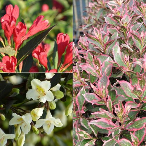 Pflanzen-Kölle Frühlingsblüher Zwergweigelien-Kollektion, 3er-Set, Topf je 3 Liter