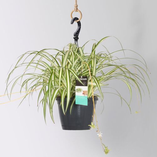 Pflanzen-Kölle Grünlilie 'Variegatum', Ampeltopf-Ø 17 cm, Höhe ca. 35 cm