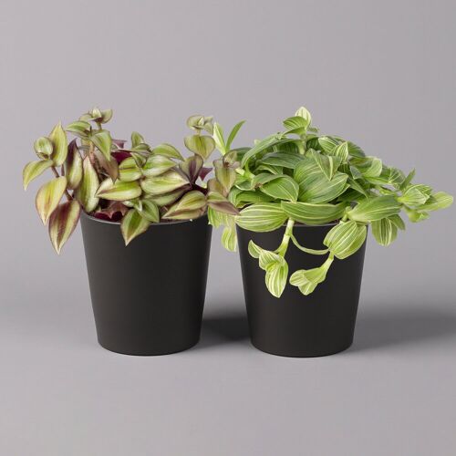 Pflanzen-Kölle Dreimasterblume in Keramiktopf anthrazit, n. Verfügbarkeit, Topf-Ø 12cm, 2er-Set