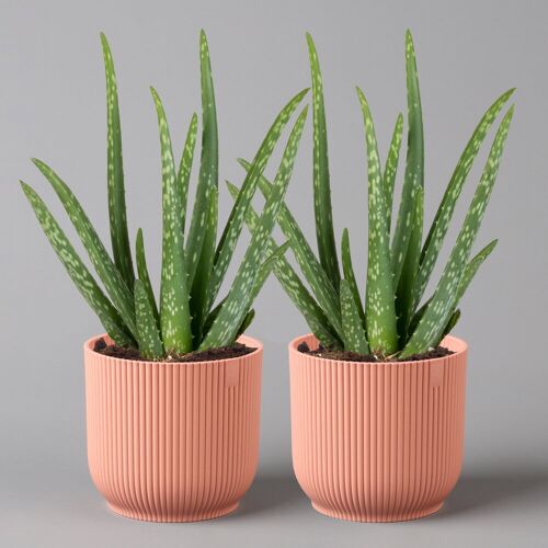 Pflanzen-Kölle Aloe vera in Übertopf Vibes rosa, Topf-Ø 12 cm, Höhe ca. 35 cm, 2er-Set