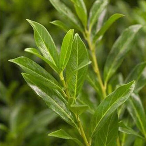 Pflanzen-Kölle Kirschlorbeer 'Caucasica', Höhe 40-60 cm, Topf 5 Liter, 5er-Set