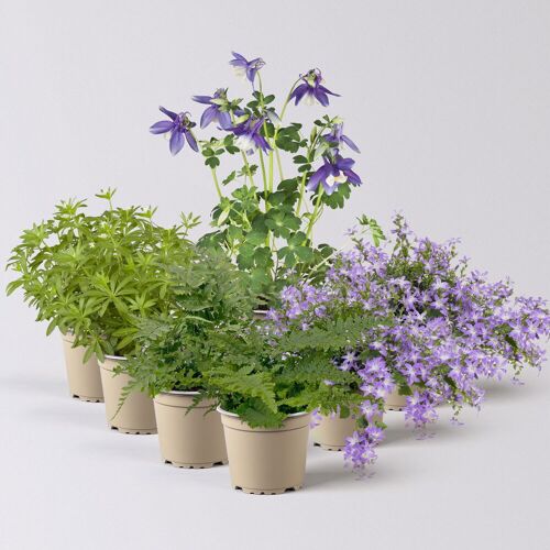 Kölles Beste Pflanzenkreation Gartenmagie, groß, 7 Pflanzen