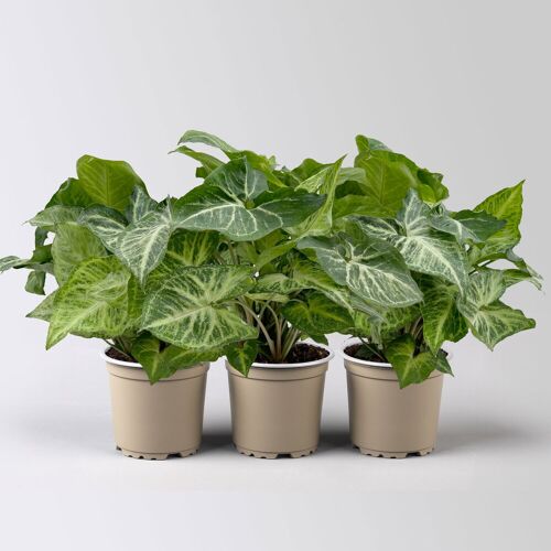 Pflanzen-Kölle Syngonium 'Arrow', Topf-Ø 12cm, Höhe ca. 25 cm, 3 Pflanzen
