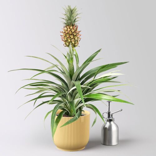 Pflanzen-Kölle Zierananas 'Amigo', im Übertopf Vibes gelb, Topf-Ø 12 cm, Höhe ca. 45 cm