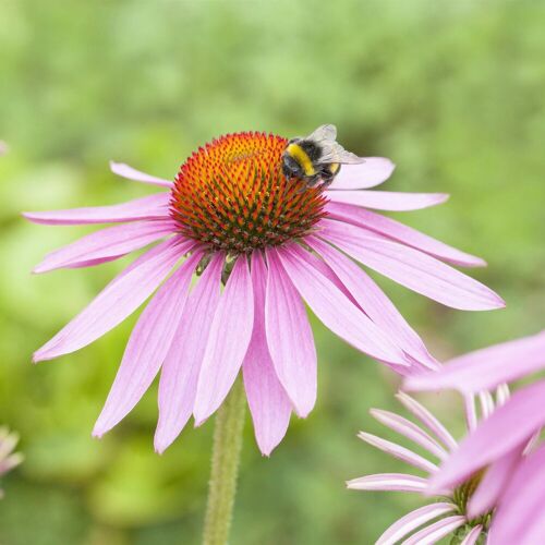 Kölle Sonnenhut 'Magnus', pink, Topf 11x11 cm, 3 Pflanzen