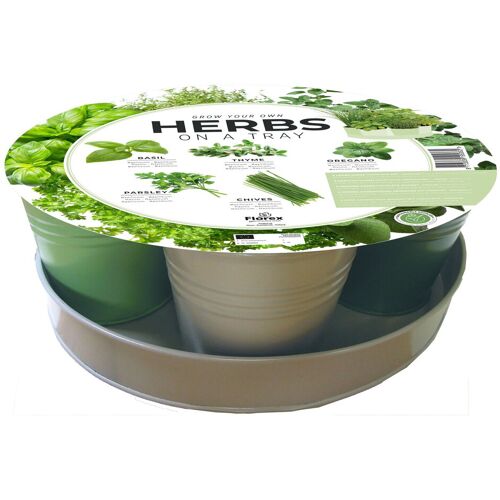 Pflanzen-Kölle Kräutertablett-Saatgut: Petersilie, Oregano, Basilikum, Schnittlauch & Thymian