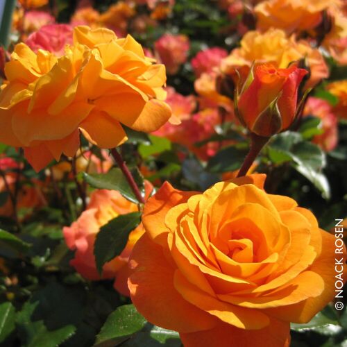 Kölles Beste Beetrose 'Westzeit®', orange-aprikot bis rosa, Topf 5 Liter