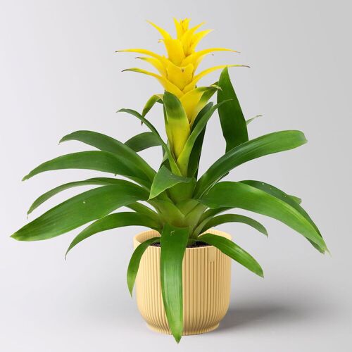 Pflanzen-Kölle Guzmanie 'Diana', gelb, Topf-Ø 12 cm, im Übertopf Vibes gelb, Höhe ca. 50 cm