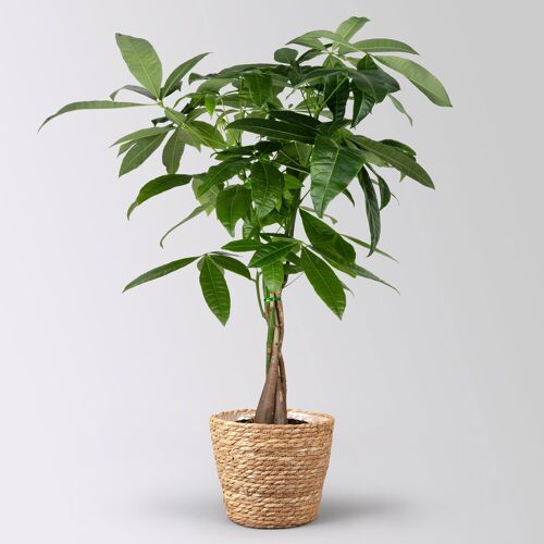 Pflanzen-Kölle Glückskastanie inkl. Korb Osaka, Topf -Ø 17 cm