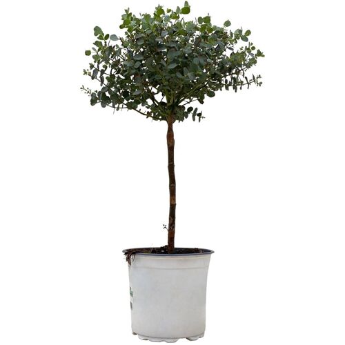 Pflanzen-Kölle Eukalyptus, Stamm, Topf-Ø 15 cm, Höhe ca. 40 cm
