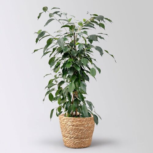 Pflanzen-Kölle Birkenfeige 'Danielle' im Korb Osaka, Topf-Ø 17 cm, Höhe ca. 70 cm