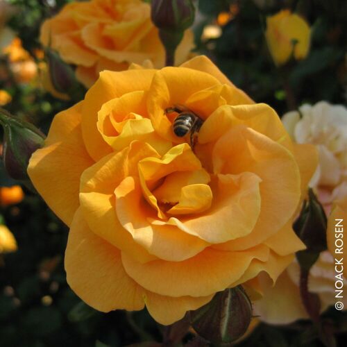 Kölles Beste Beetrose 'Westzeit®' orange-apricot, Topf 5 Liter, 4 Pflanzen