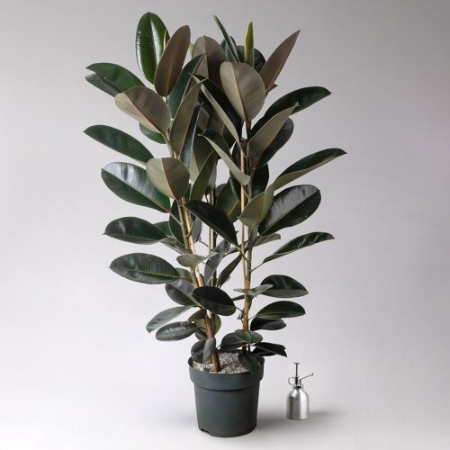 Pflanzen-Kölle Gummibaum 'Mandela', Topf-Ø 30 cm, Höhe ca. 120 cm, inkl. Bewässerungssystem