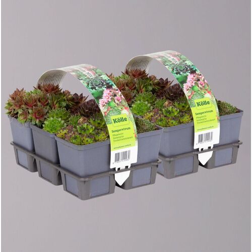 Kölle Hauswurz, im Mix, Topf 7x7 cm, 2x 6 Pflanzen