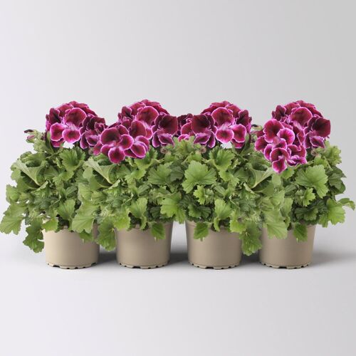 Pflanzen-Kölle Edelgeranie Bella Donna® 'Don Valentino®', pink-lila, Topf-Ø 12 cm, 4 Pflanzen