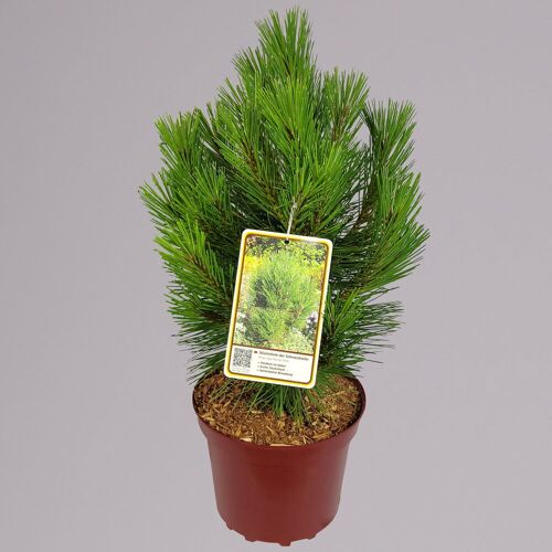 Pflanzen-Kölle Schwarzkiefer 'Kleiner Turm', Höhe 30-40 cm, Topf 4 Liter, 2er-Set