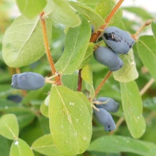 Pflanzen-Kölle 4er-Set Sibirische Blaubeere MyBerry® 'Farm' (Lonicera kamtschatica), Höhe 25-30 cm, im 3 Liter Topf