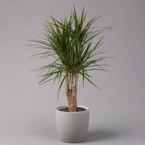 Kölles Beste Gerandeter Drachenbaum, verzweigt, Topf-Ø 24 cm, Höhe ca. 100 cm