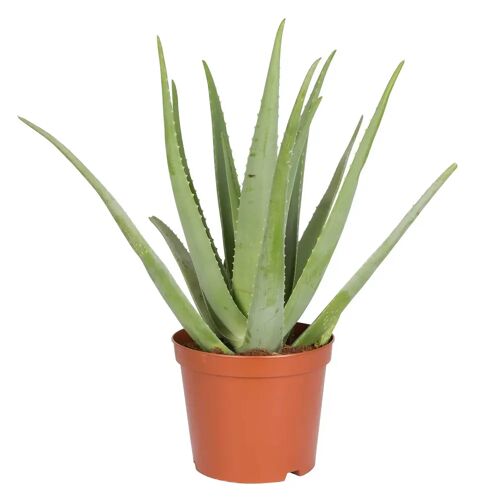Pflanzen-Kölle Aloe vera, Topf-Ø 25 cm, Höhe ca. 55 cm
