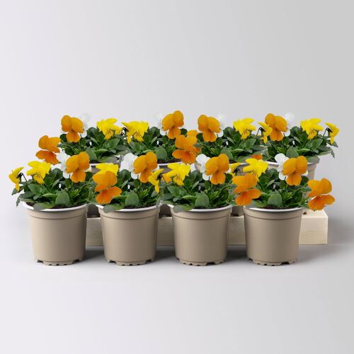 Pflanzen-Kölle Hornveilchen 'Trio', orange-gelb-weiß, Topf-Ø 10/11 cm, 8 Pflanzen