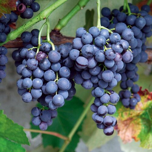 Pflanzen-Kölle Kernlose Tafeltraube 'Venus®'