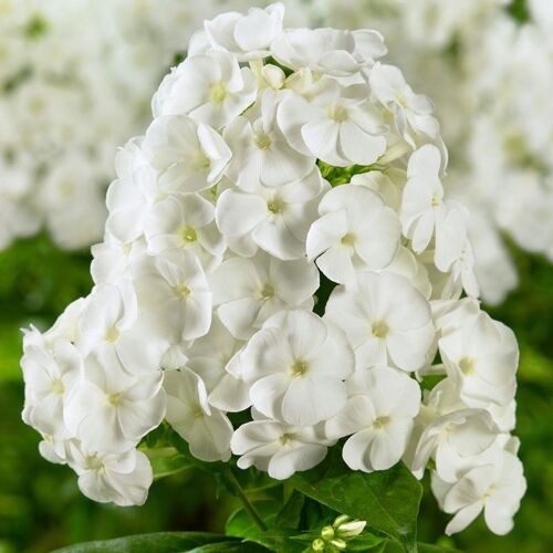 Kölle Bio Flammenblume 'Adessa White' weiß, Topf 11x11 cm, 3 Pflanzen