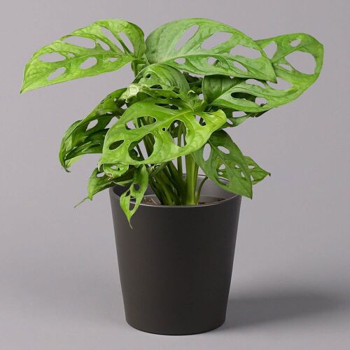 Pflanzen-Kölle Monstera adansonii inkl. Topf Dallas anthrazit, Topf-Ø 12 cm, Höhe ca. 25 cm