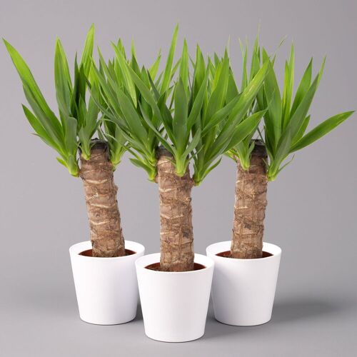 Pflanzen-Kölle Palmlilie mit Keramiktopf Dallas weiß, Höhe ca. 40-45cm, Topf-Ø 11/12cm, 3er-Set