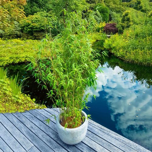 Pflanzen-Kölle Elfenbein-Bambus 'Ivory Ibis'® (Japo 55' EU-S), Höhe 80-100 cm, 25 Stück